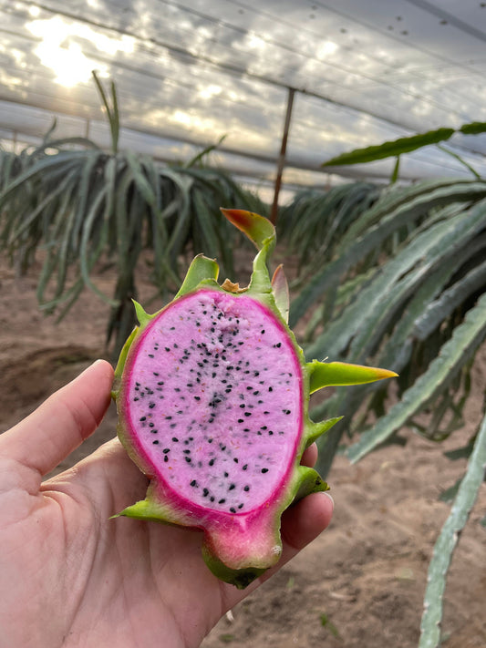 Clamshell Organic Dragon Fruit Pink Flesh (4 pieces)