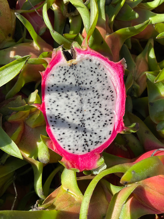 Organic Dragon Fruit White Flesh (10 pieces)